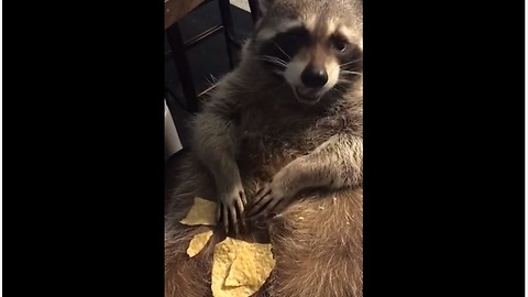 Lazy Raccoon Eats Chips Off His Belly