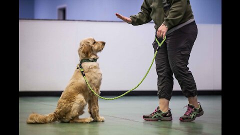 Teaching Dogs to Specific Guard Objects and People