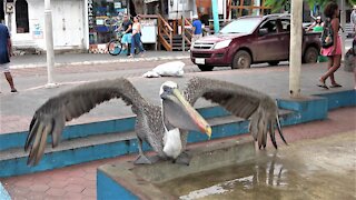 Pelican lifts off gracefully from Galapagos Island fish market counter top