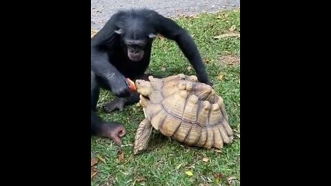 Animal being Bros - Monkey Best Moment