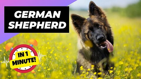 German Shepherd - In 1 Minute! 🐶 One Of The Most Intelligent Dog Breeds In The World