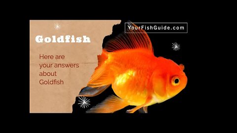 The Cost Of A Goldfish In The Philippines | YourFishGuide.com