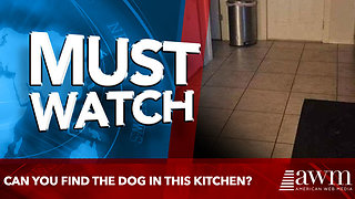 Can you find the dog in this kitchen?