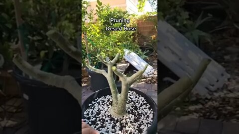 Pruning Desert Rose - GreenMangoes #viral #viralshorts #shorts #bonsai #desertrose #flowers