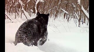 Black Bear Smashing the Snow Drifts