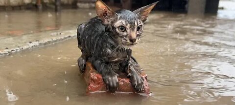 Poor Kitten was Drowning in Rain and No one Helped!