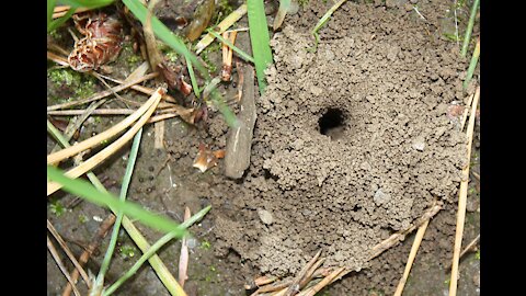 Ground Nesting Bees