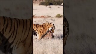 Tiger vs Warthog #shorts #short