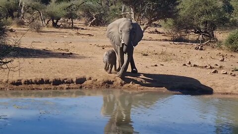 Elephant at Mashatu Game reserve, Botswana