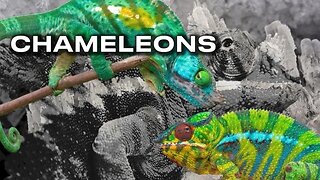 Chameleons: Crystals, Colors And Camouflage