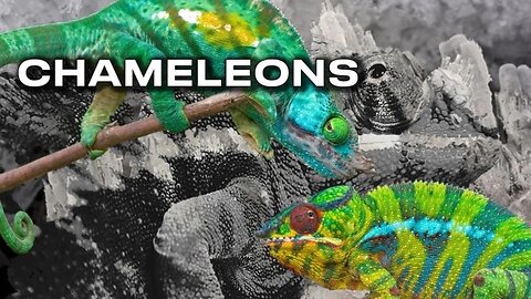 Chameleons: Crystals, Colors And Camouflage