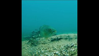 smallmouth on the beds