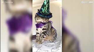 Gato mágico faz truque de desaparecer