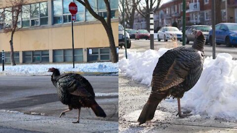 Butters The Famous Montreal Turkey Might Be A Sign Of A Turkey Invasion