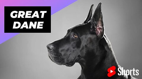 Great Dane 🐶 One Of The Laziest Dog Breeds In The World #shorts