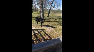 Baby cow following mama in