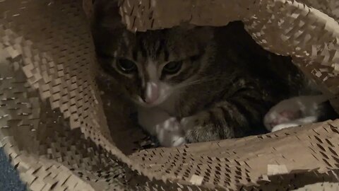 Small Cat Hides in the Wrapping Paper