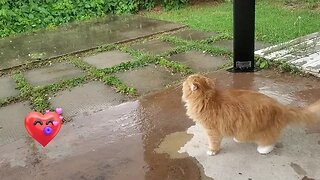 🐱🥰😻#cute #Leo🥰😻#enjoying #rain 🐱🥰😻