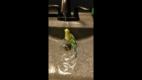 Slow-mo birdy bath!