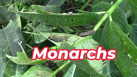 Monarch Caterpillars 🦋