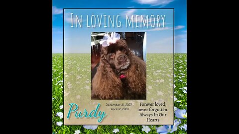 In Loving Memory to Purdy (Moski's Dog 12-31-07 to 4-12-23) RIP