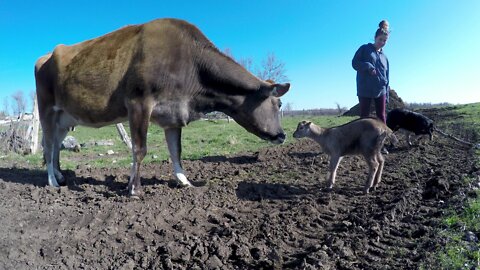 Adorable goat truly believes she's a puppy