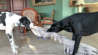 Funny Great Dane Version Of Twister and Tug Of War