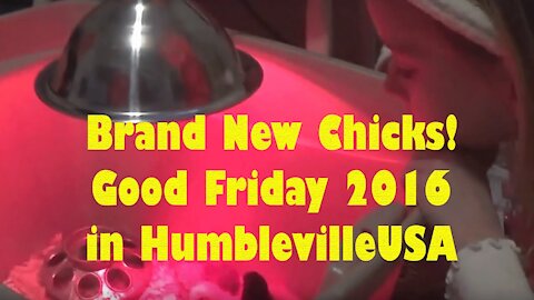 Brand New Baby Chicks in HumblevilleUSA - Good Friday 2016