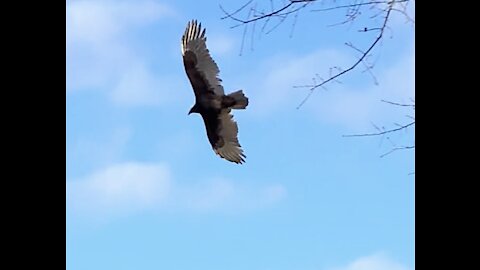 Buzzards soaring over pasture