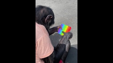 Monkey and POP IT