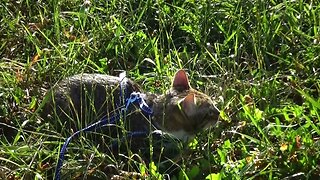 Cat Hides in the Grass