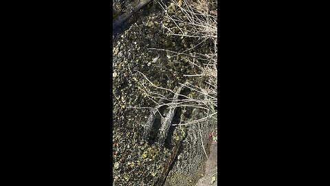 Salmon in the Chilliwack river