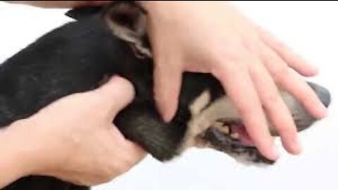 Training video: A dog drools from the right side of the mouth