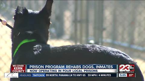 Pawsitive Change program rehabs dogs, inmates