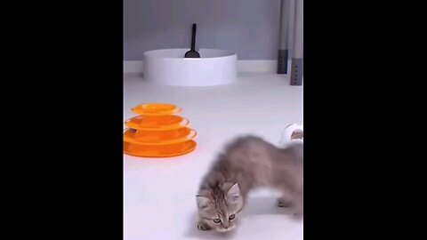 funniest_#cute_#kitten_#_🐾😻👌
