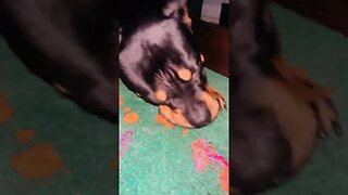 Rottweiler ASMR (Must Watch) #shorts #short #asmr #asmreating #asmrsounds