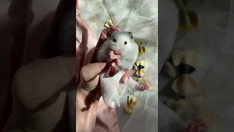 Lovely Cute Hamsters-Funny#- Feeding# playing# #shorts