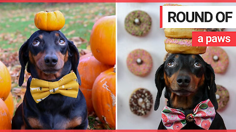 Sausage dog attracts huge Instagram following by balancing items on his head