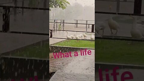 Donald Ducks family enjoying Rain and life both #viral #rain #duck #life