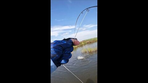 Redfish Attacking Flies while Fly-Fishing for Redfish in Louisiana!! Epic! #shorts #saltlife