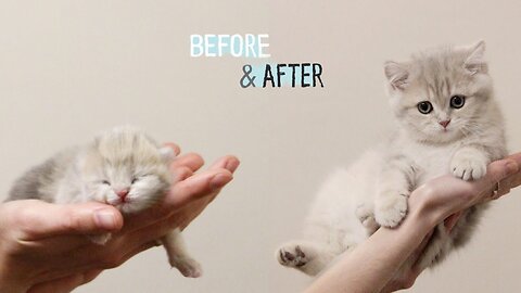 ✔️ HOW Baby Kitten Amelia GROW: 0-12 Weeks! 😍 BEFORE & AFTER