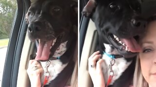 Dog shows the camera his underbite on command