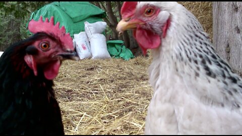 Happy hens on a winter day