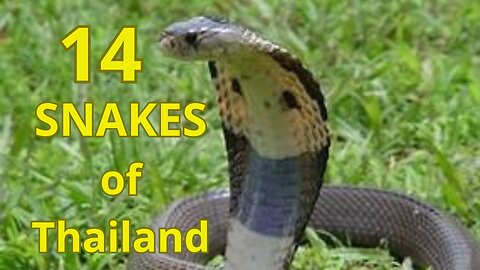 14 snakes of thailand