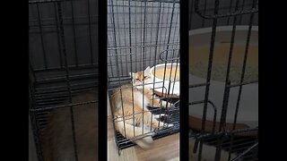 British Longhair Cat | Breed Cat
