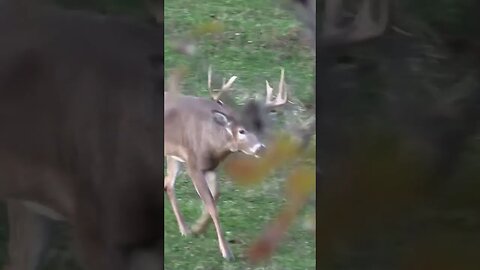 Whitetail bucks during the rut are DETERMINED #deer #deerhunting #hunting #biology #shorts