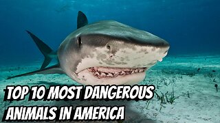 AMERICA'S MOST DANGEROUS ANIMALS