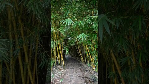 "Peaceful Serenity: Guided Meditation in a Bamboo Garden"