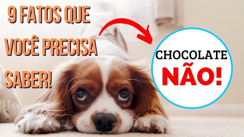 9 CURIOSIDADES SOBRE OS CACHORROS