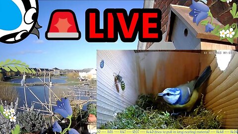 🚨07/04/23(Day)🏴󠁧󠁢󠁥󠁮󠁧󠁿Bird Nest Box - Blue Tit Nest Building Stage